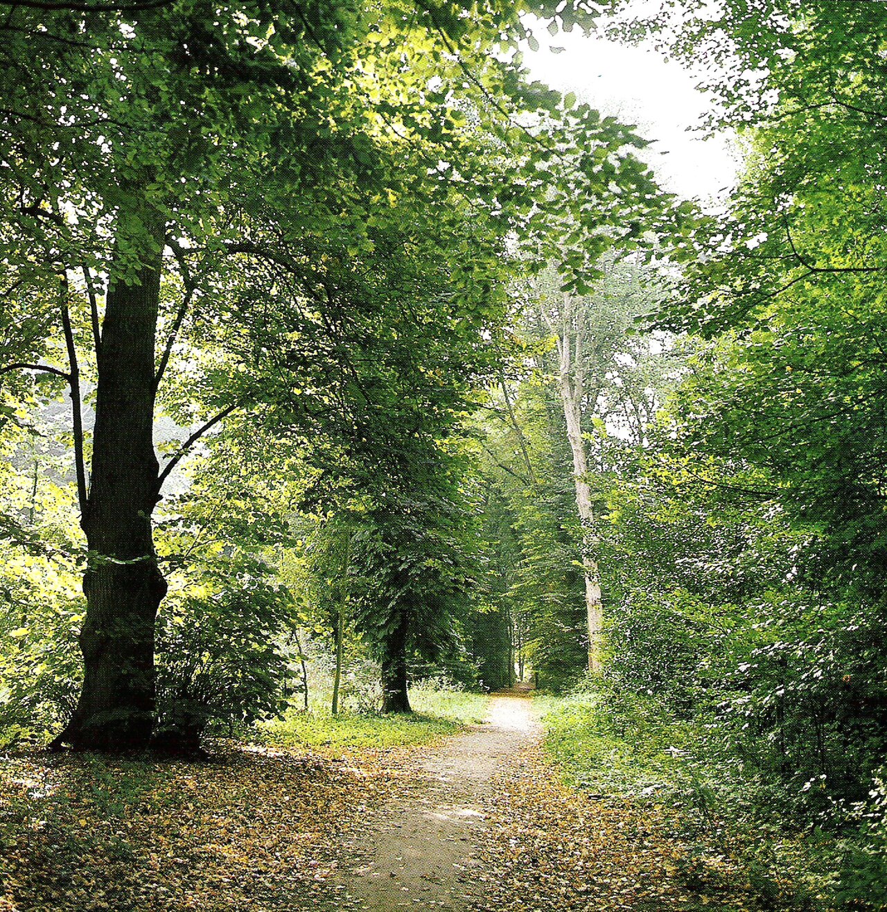 Sunlight through the tall old trees of the Haarlemmerhout in Haarlem, one of the Netherlands' oldest public parks